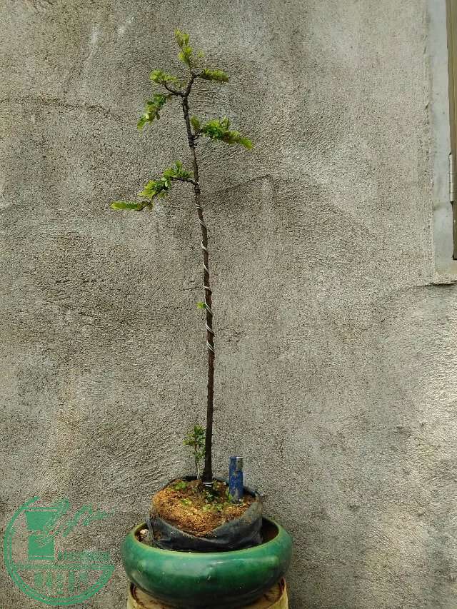 2160