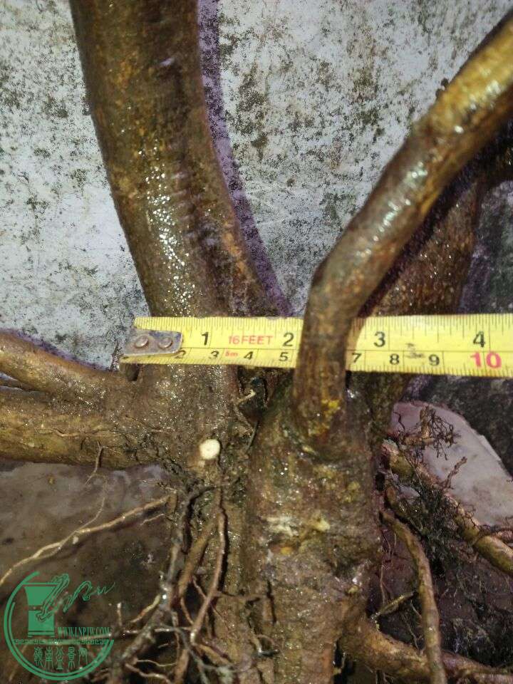 BCFFE6A7CDD93A3AF6709AF76599E11B.jpg