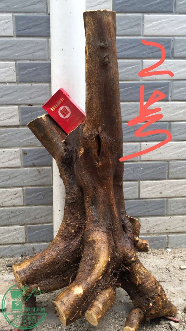 image.jpeg