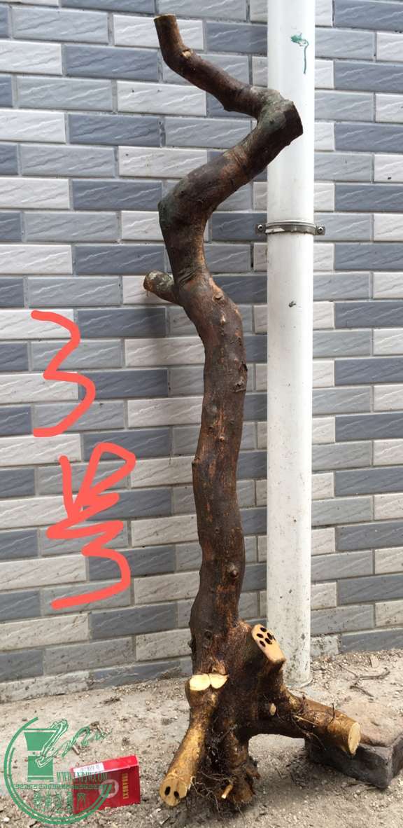 image.jpeg