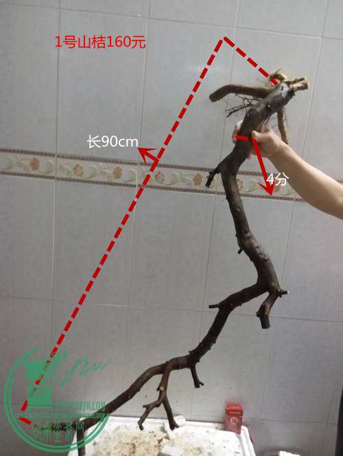 P60415-184855_.jpg
