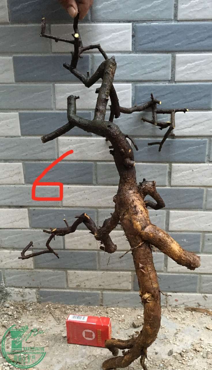 image.jpeg