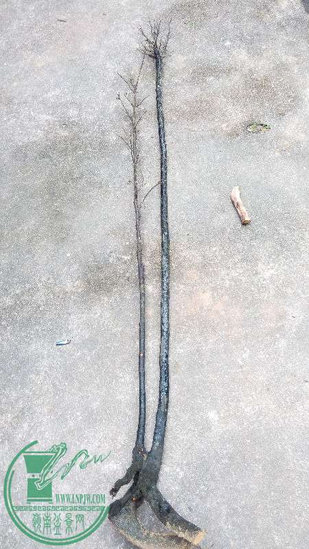 784916