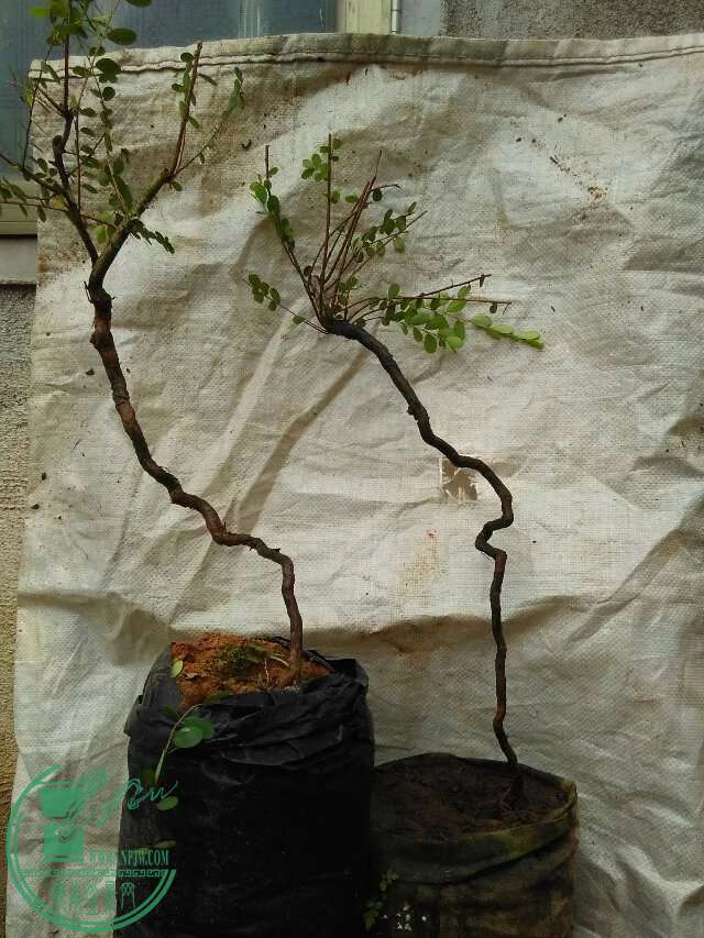 psb (1).jpg