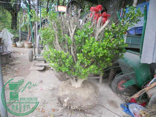 DSCN0016.jpg