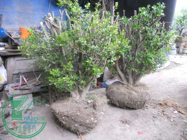 DSCN0017.jpg