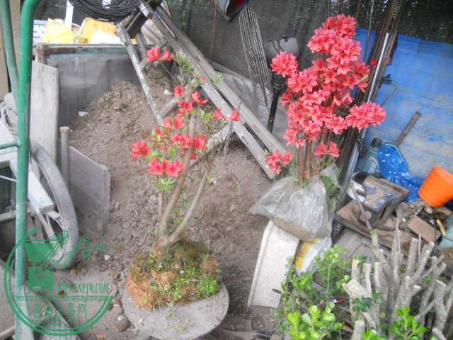 DSCN0018.jpg