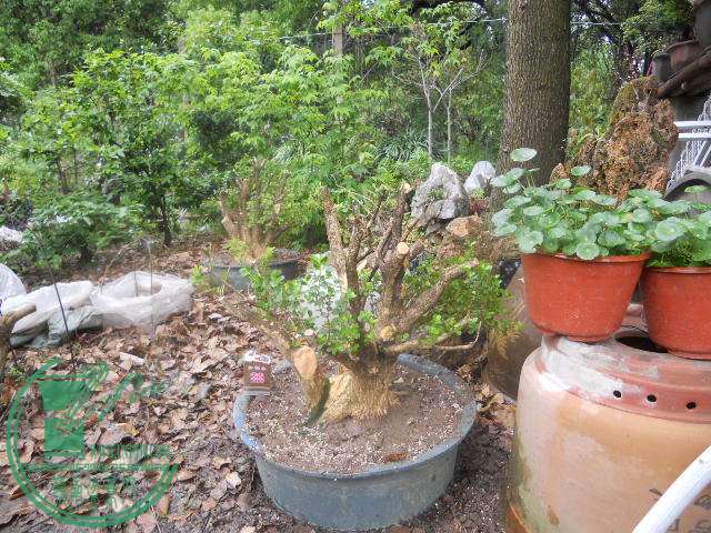 DSCN0022.jpg