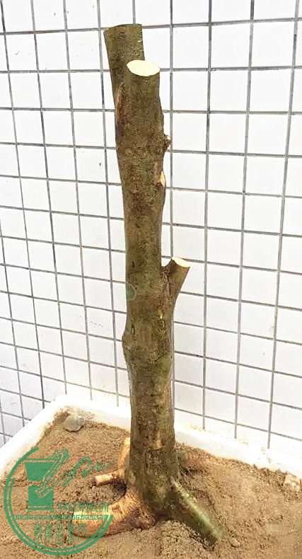 12_.jpg