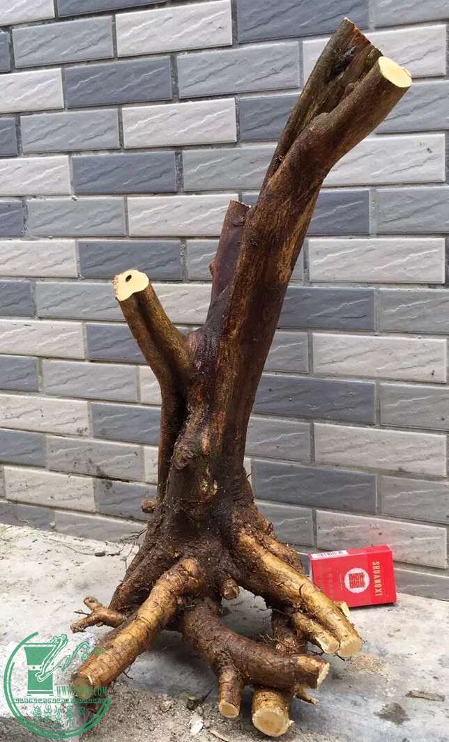 image.jpeg