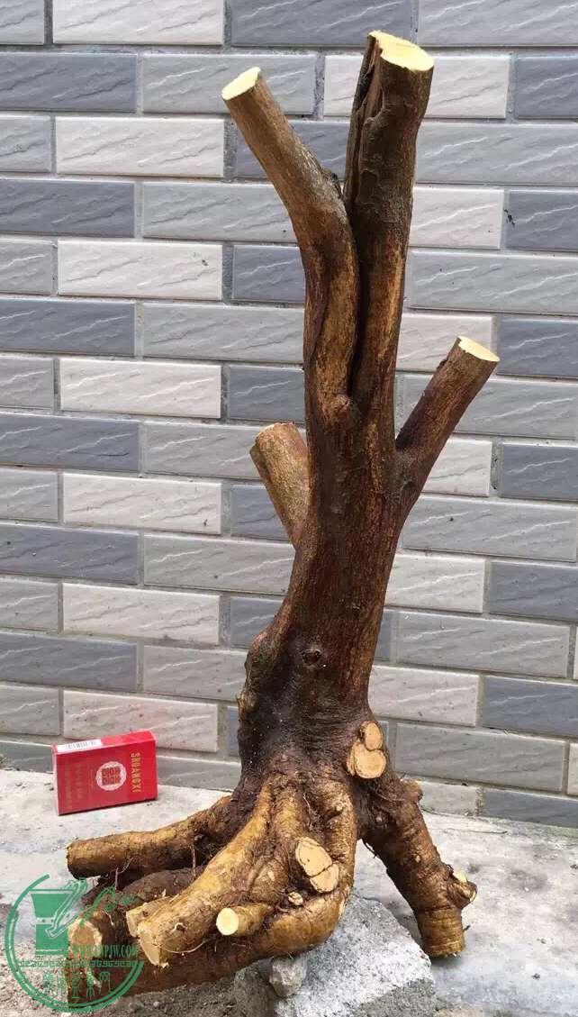 image.jpeg
