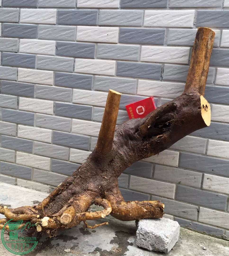 image.jpeg
