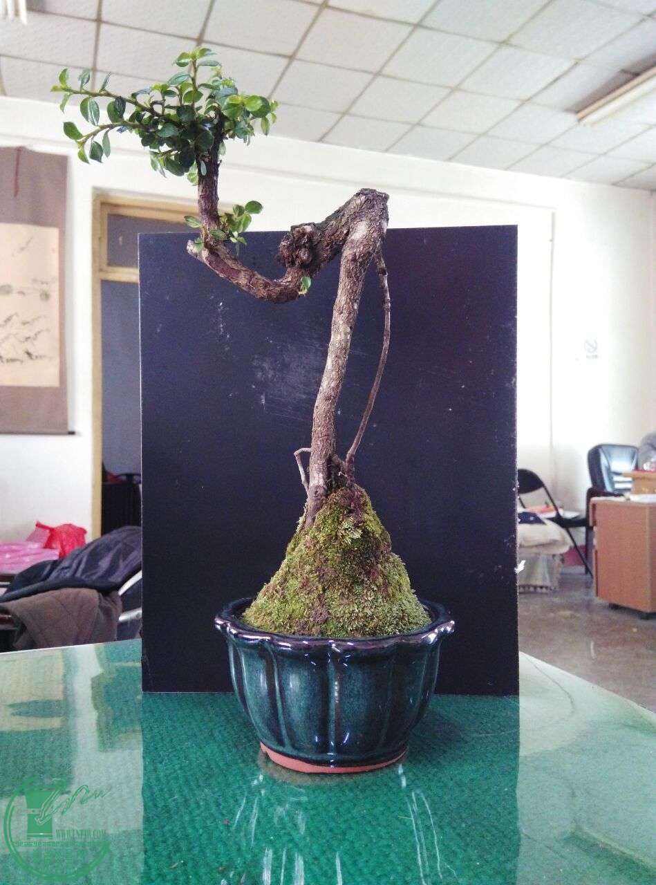 QQͼƬ20160419095903.jpg