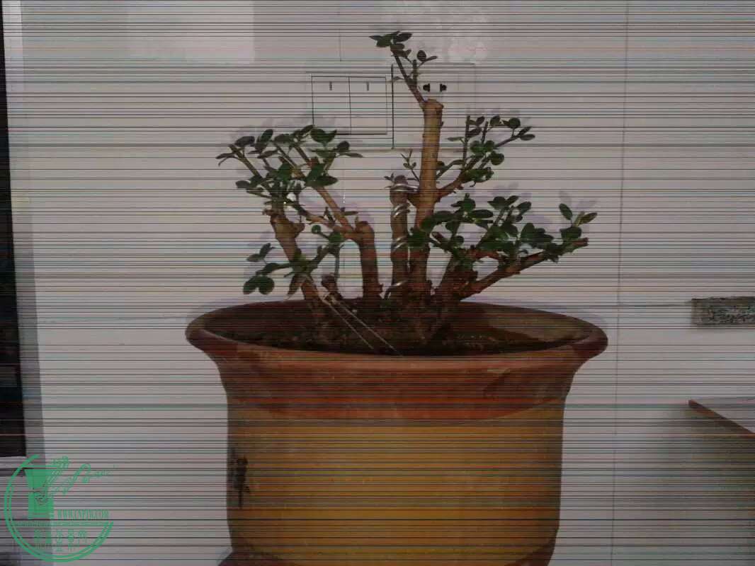 psb (1).jpg
