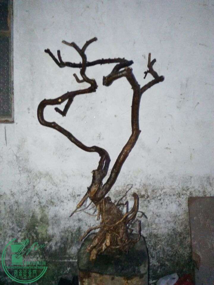 47655225A56093362652C6E3269F7647.jpg