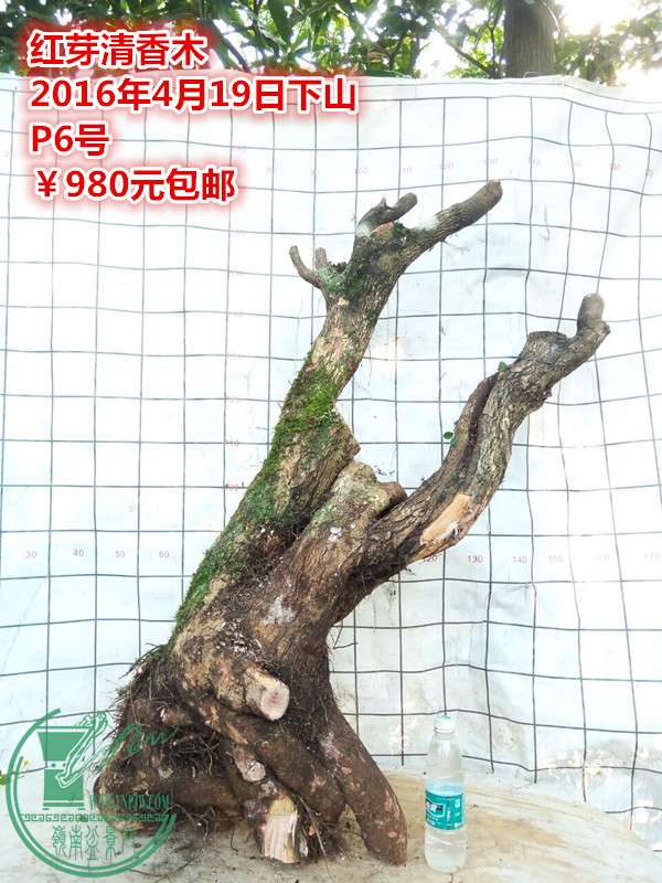 QQͼƬ20160419200730_.jpg