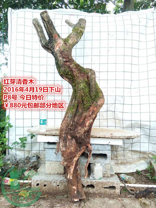 QQͼƬ20160419200742_.jpg