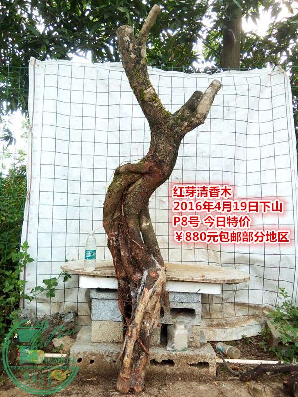 QQͼƬ20160419200745_.jpg