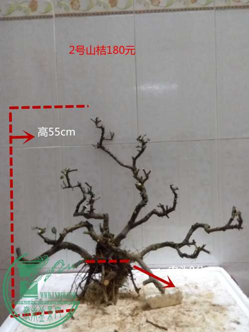 P60419-203121_ - .jpg