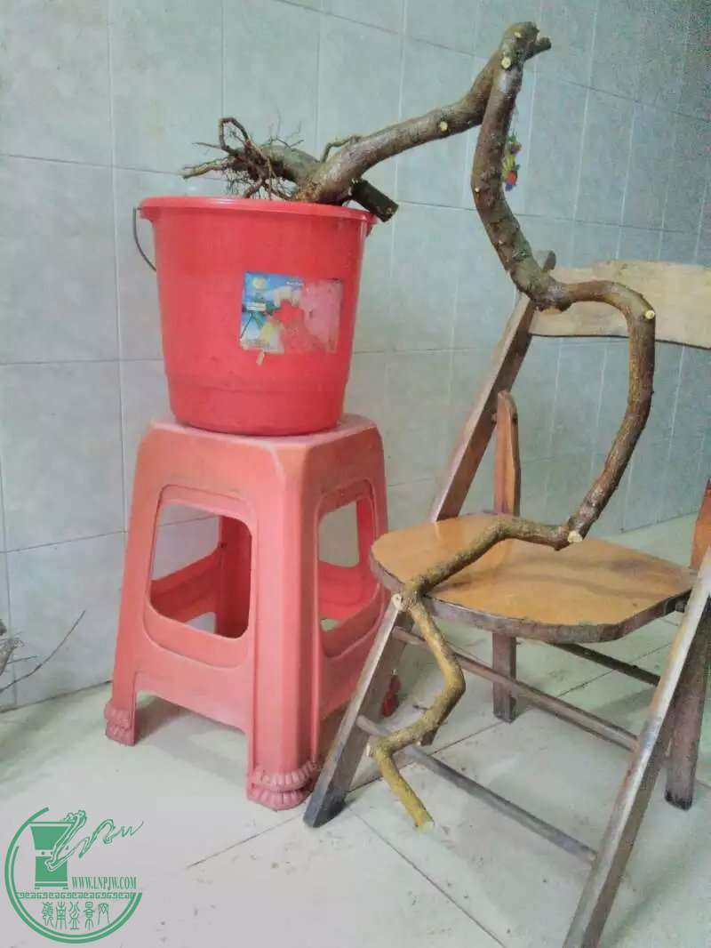 psb(100).jpg