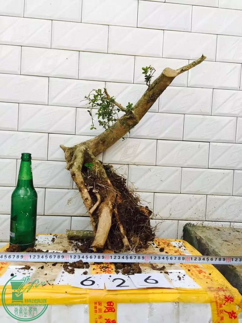 626.jpg