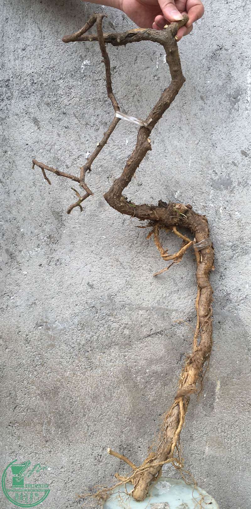 image.jpeg