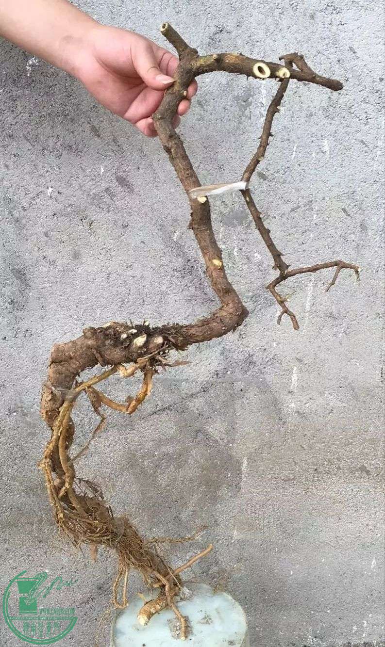 image.jpeg