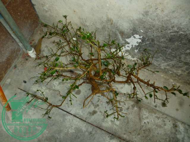 P1160424.JPG