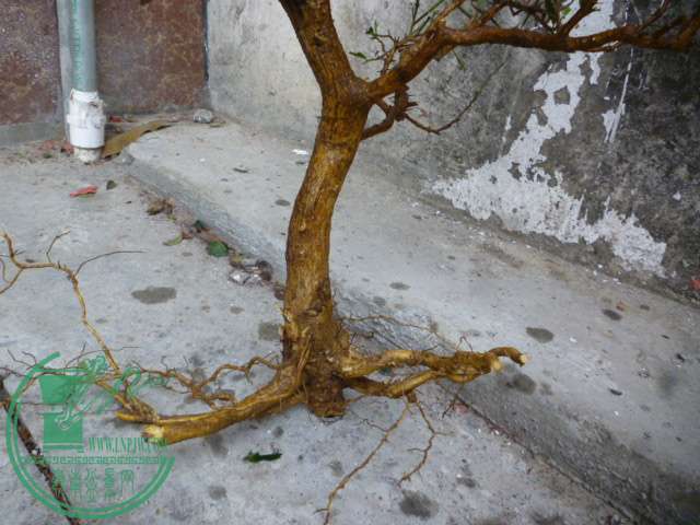 P1160419.JPG