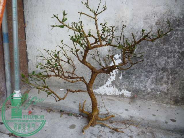 P1160422.JPG