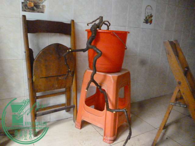 P1160431.JPG