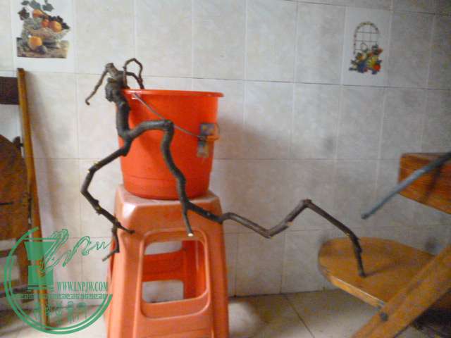 P1160439.JPG