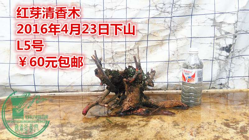 IMG_20160423_165621_.jpg