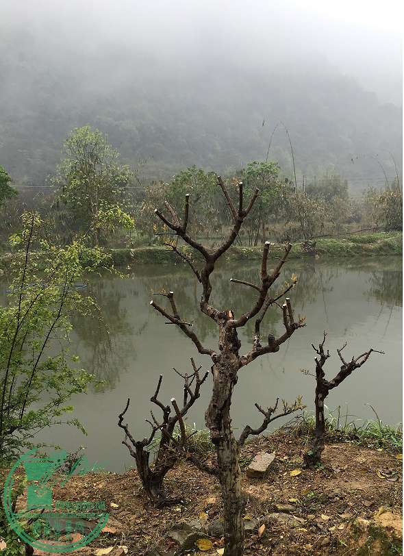 辰ƬIMG_2488.JPG