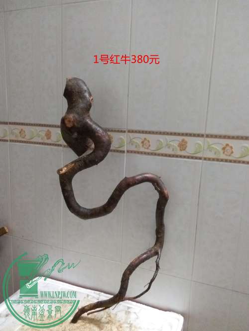 P60425-204920_.jpg