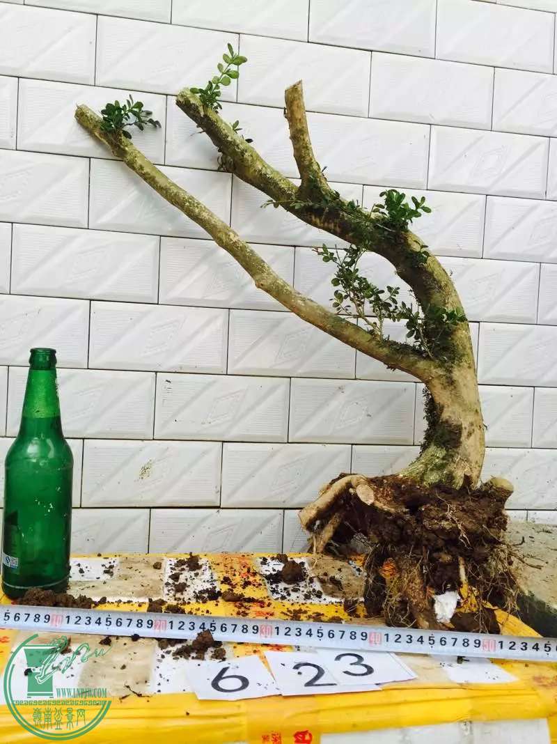 623.jpg