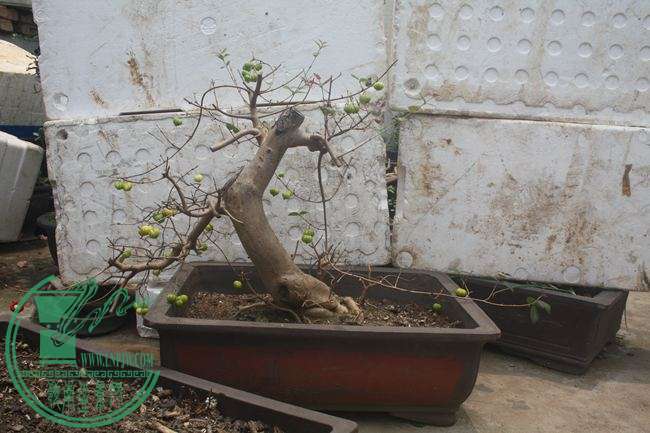 Ƭ20131026ۺ 1279.jpg