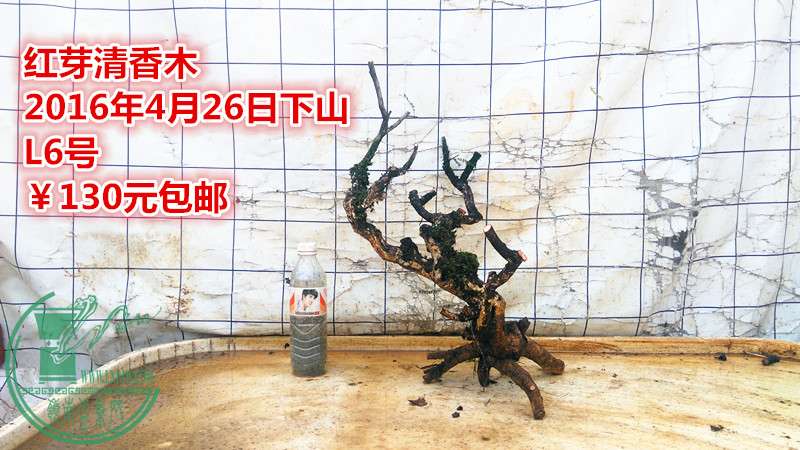 IMG_20160426_135556_.jpg
