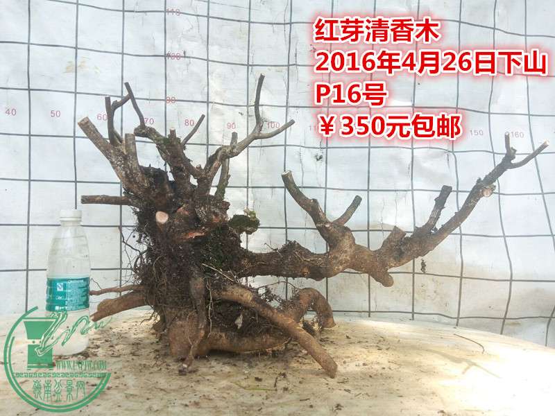 QQͼƬ20160426204708_.jpg