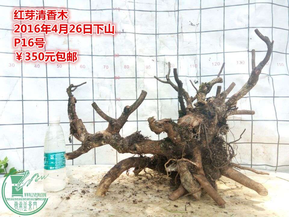QQͼƬ20160426204724_.jpg