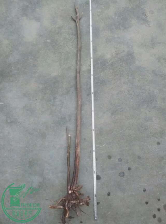 psbEL963YV6.jpg