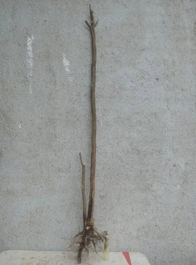 ɽľ
