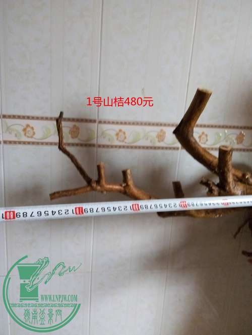P60428-160850_.jpg