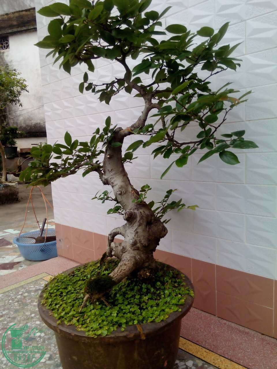 mmexport1461906845736.jpg