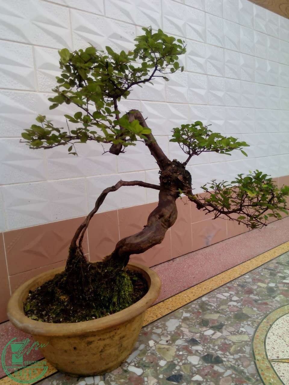 mmexport1461906822487.jpg