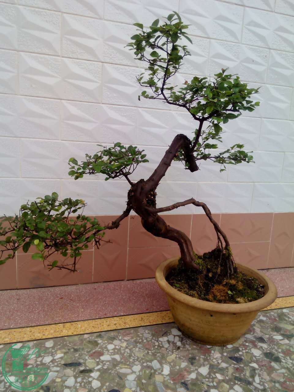 mmexport1461906792054.jpg