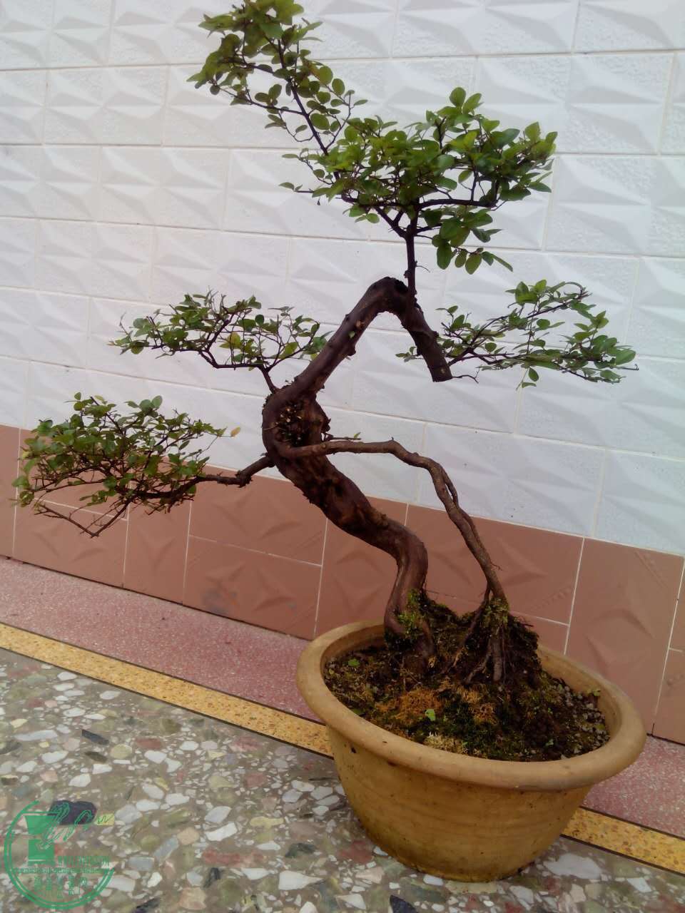 mmexport1461906779540.jpg