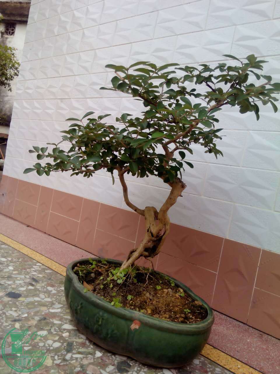 mmexport1461906757430.jpg