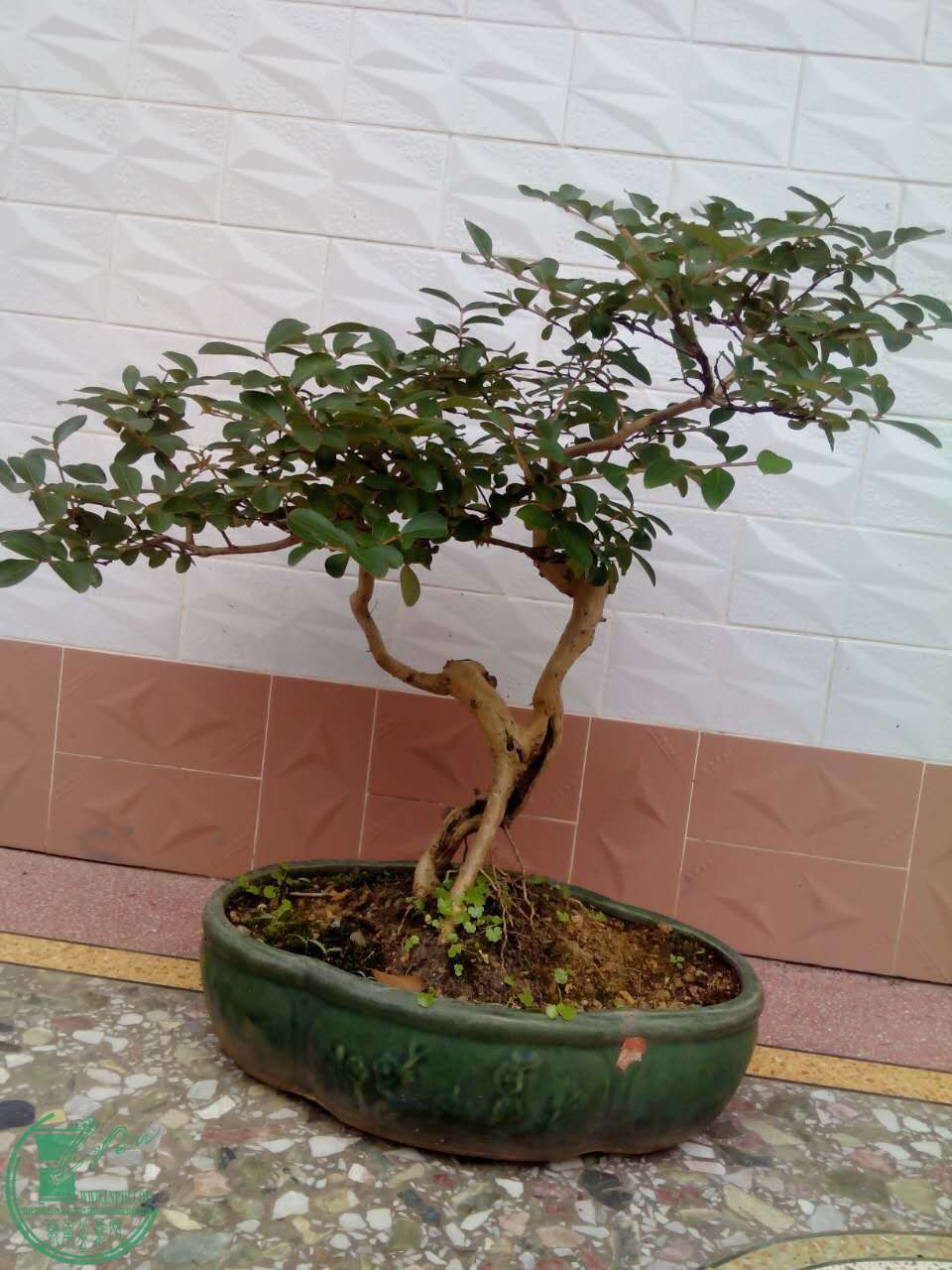 mmexport1461906735381.jpg