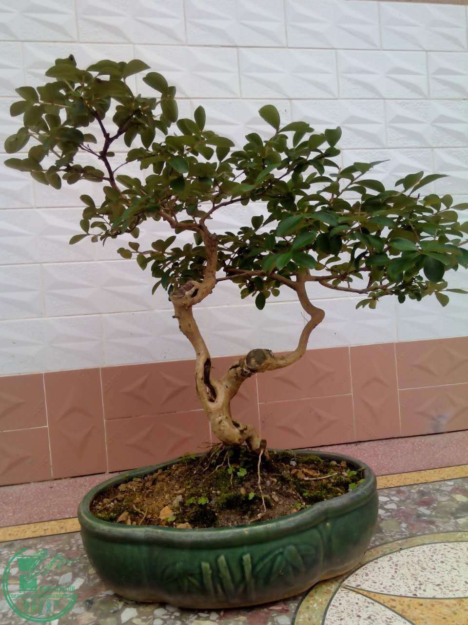 mmexport1461906721109.jpg